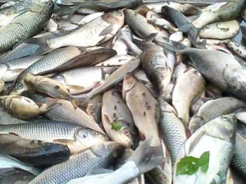 ২০২৮ সালে দেশে মাছ উৎপাদন দাঁড়াবে ৭০ লাখ টন